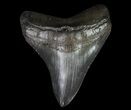 Fossil Megalodon Tooth - Georgia #66095-1